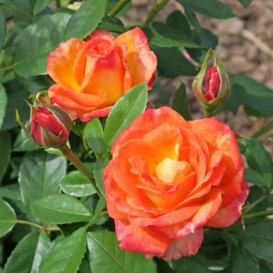 120-150 cm - Rosa - Feurio ® - rosal de pie alto