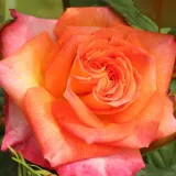 Floribunda ruže - diskretni miris ruže - narančasto - ružičasta - Rosa Feurio ®