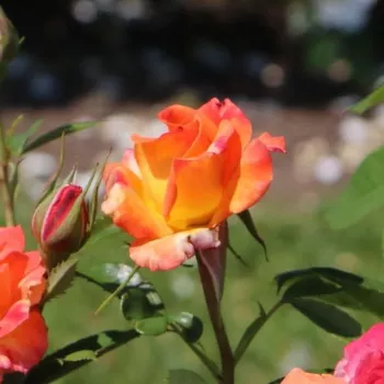 Rosa Feurio ® - narančasto - ružičasta - ruža floribunda za gredice