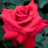 Piros - teahibrid rózsa - Online rózsa vásárlás - Rosa Grande Amore ® - diszkrét illatú rózsa - pézsmás aromájú
