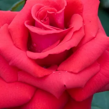 Online rózsa vásárlás - piros - teahibrid rózsa - Grande Amore ® - diszkrét illatú rózsa - pézsmás aromájú - (80-90 cm)