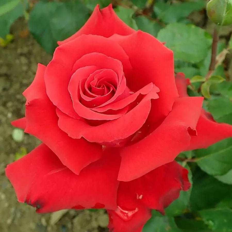 Rosso - Rosa - Grande Amore ® - Produzione e vendita on line di rose da giardino