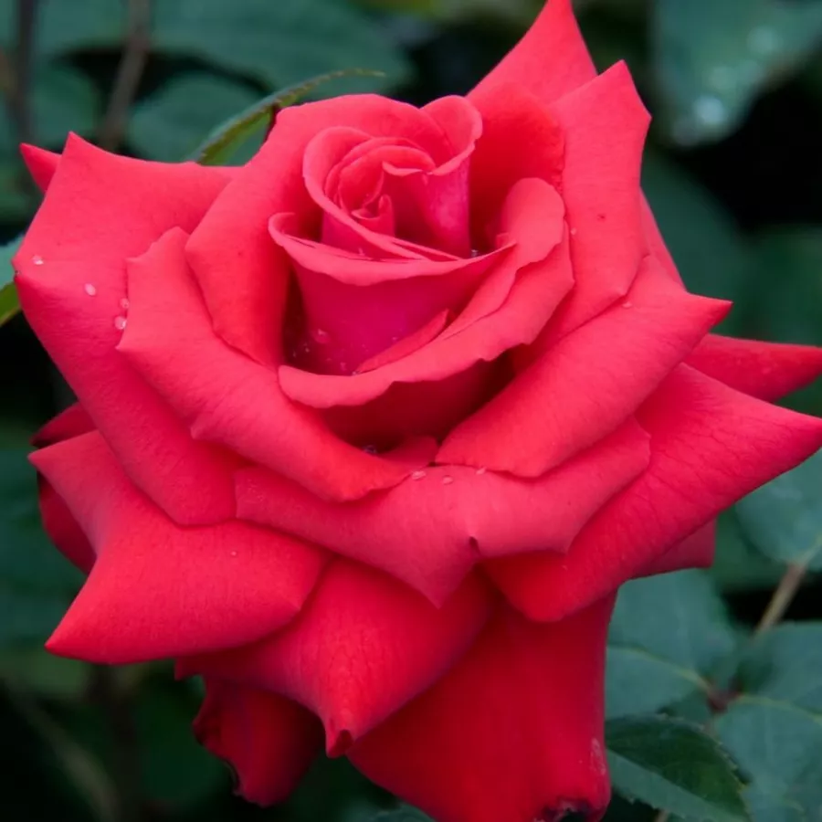 Czerwony - Róża - Grande Amore ® - 