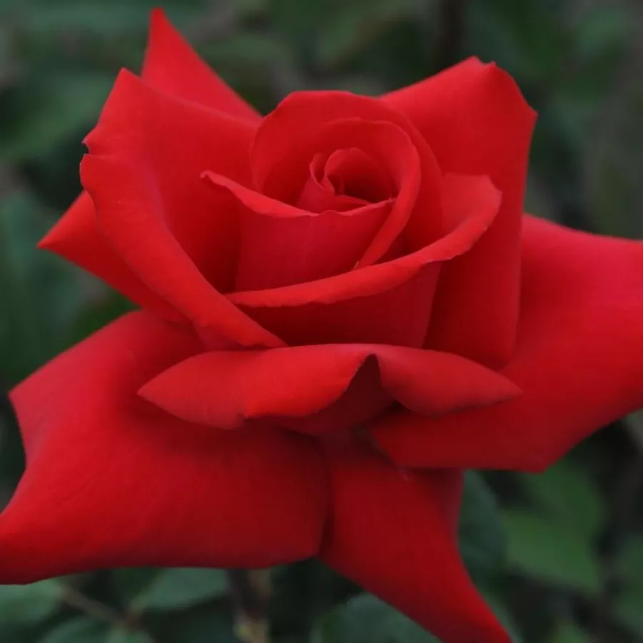 Stromčekové ruže - Stromkové ruže s kvetmi čajohybridov - Ruža - Grande Amore ® - 