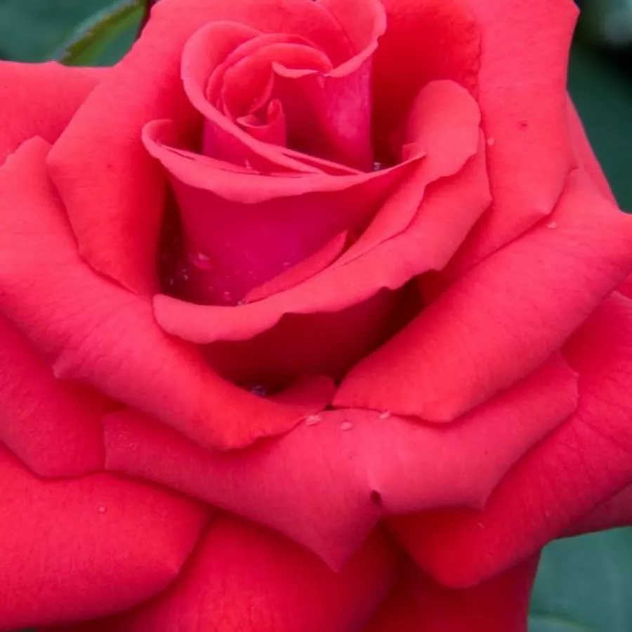 Solitaria - Rosa - Grande Amore ® - rosal de pie alto