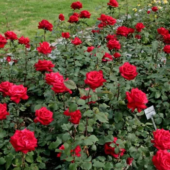 Crvena - hibridna čajevka - ruža diskretnog mirisa - mošusna aroma
