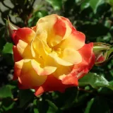 Sárga - piros - virágágyi floribunda rózsa - Online rózsa vásárlás - Rosa Firebird ® - diszkrét illatú rózsa - gyümölcsös aromájú