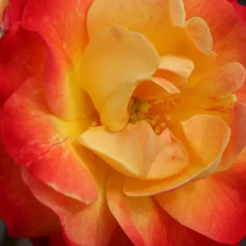 Rózsák webáruháza. - sárga - piros - virágágyi floribunda rózsa - Firebird ® - diszkrét illatú rózsa - gyümölcsös aromájú - (70-90 cm)