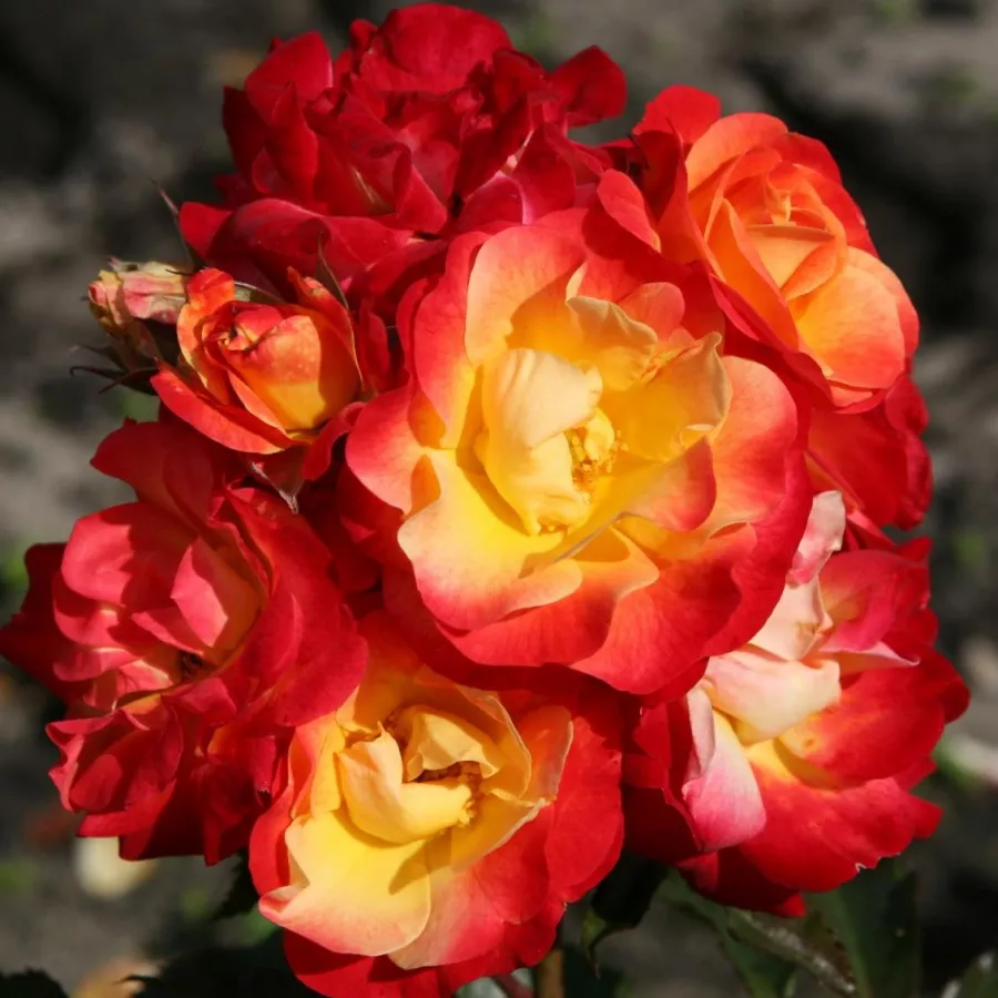 Sárga - piros - Rózsa - Firebird ® - Online rózsa rendelés