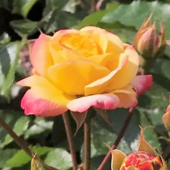 Rosa Firebird ® - rumena - rdeča - Vrtnice Floribunda