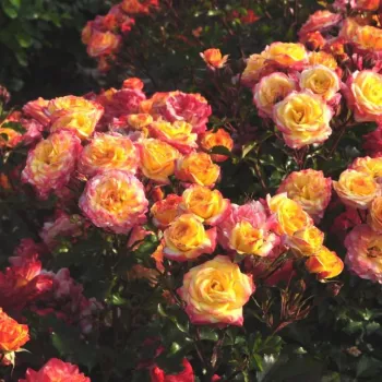 Żółto czerwony - róże rabatowe grandiflora - floribunda   (70-90 cm)