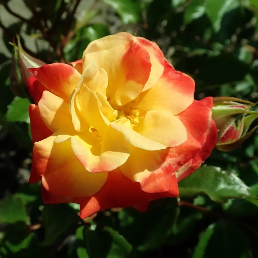 Sárga - piros - Rózsa - Firebird ® - Kertészeti webáruház