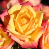 Sárga - piros - törpe - mini rózsa - Online rózsa vásárlás - Rosa Little Sunset ® - nem illatos rózsa