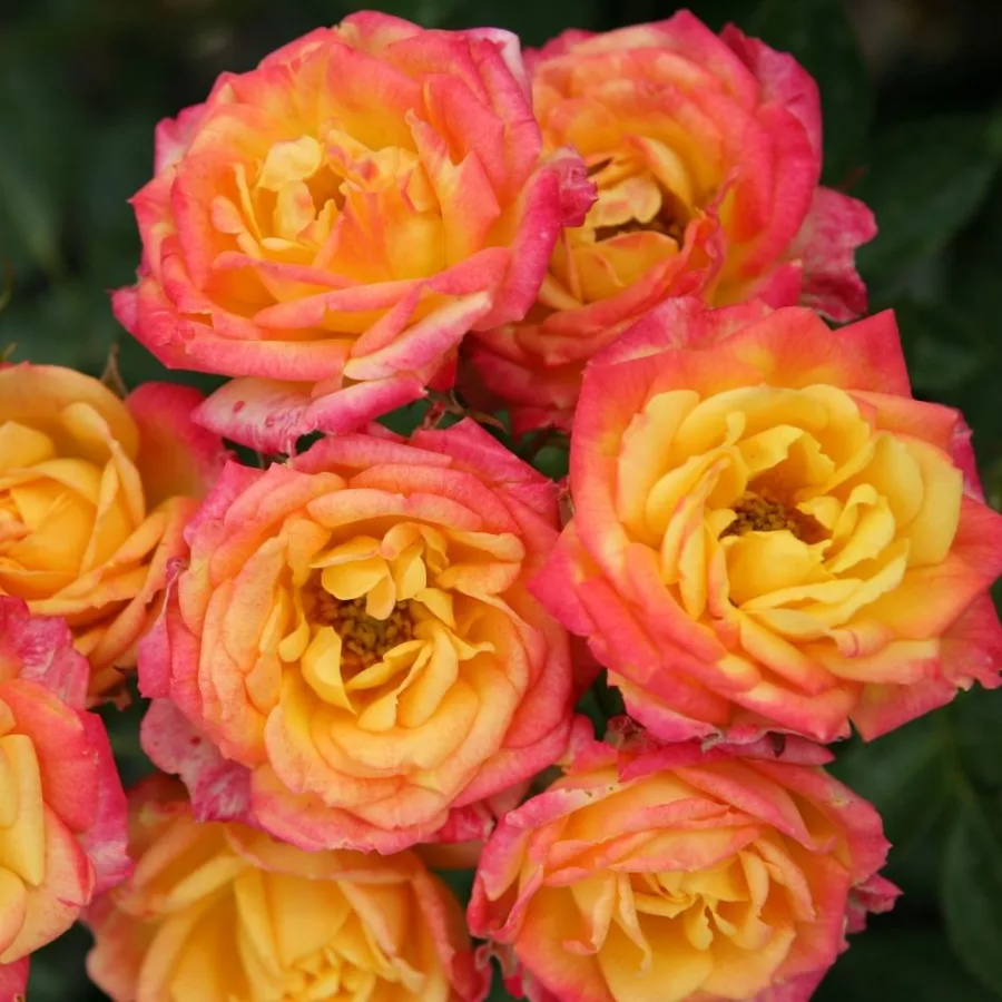 Sárga - piros - Rózsa - Little Sunset ® - Online rózsa rendelés