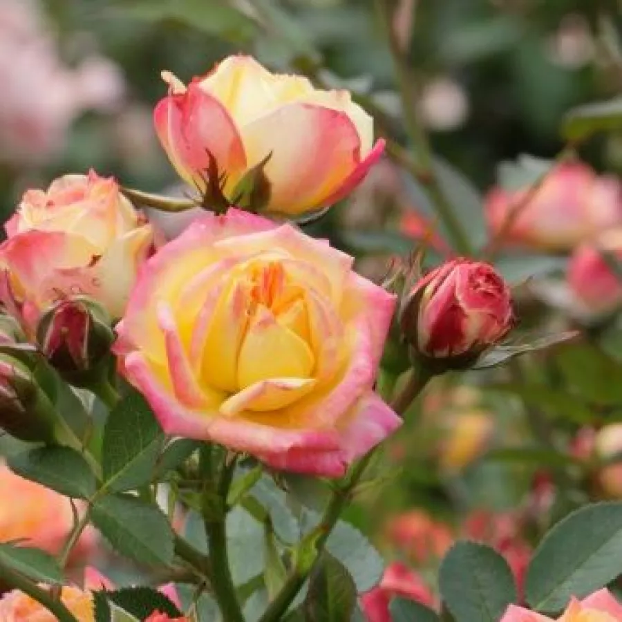 árbol de rosas miniatura - rosal de pie alto - Rosa - Little Sunset ® - rosal de pie alto