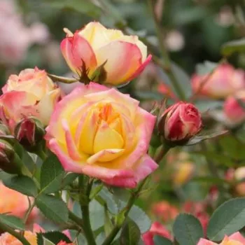 Rosa Little Sunset ® - galben rosu - trandafiri pomisor - Trandafir copac cu trunchi înalt – cu flori mărunți