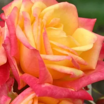 Rózsák webáruháza. - sárga - piros - nem illatos rózsa - Little Sunset ® - törpe - mini rózsa - (25-40 cm)