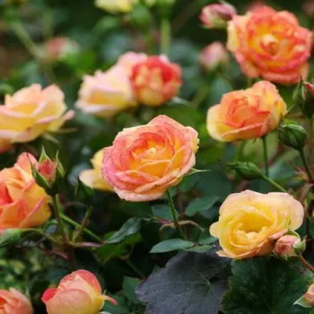 Rumena - rdeča - Mini - pritlikave vrtnice   (25-40 cm)