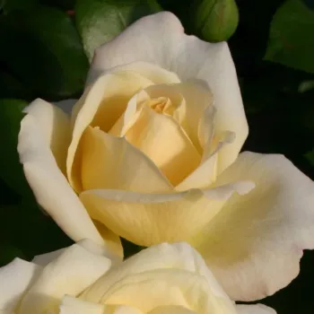 LA PERLA ® – rosa ibrida da tè color crema - Kordes