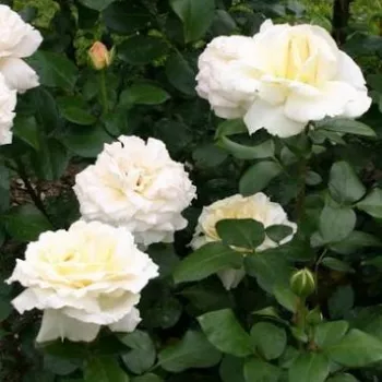 Petali di una delicata tonalità crema madreperlacea con un tenue centro giallo burro. - rosa ibrida di tè - rosa dal profumo lieve, discreto - delicato, dolce