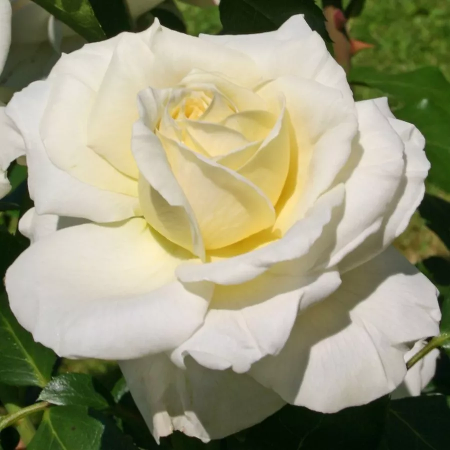 Vrtnice čajevke - Roza - La Perla ® - vrtnice - proizvodnja in spletna prodaja sadik