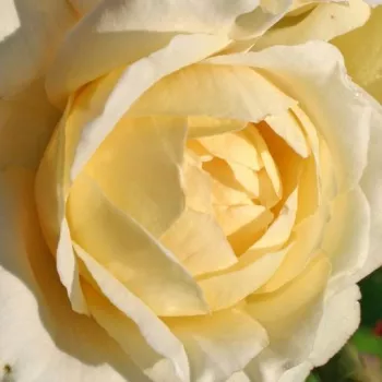 Sklep internetowy róż - hybrydowa róża herbaciana - róża o dyskretnym zapachu - zapach słodki - La Perla ® - biały - (80-100 cm)