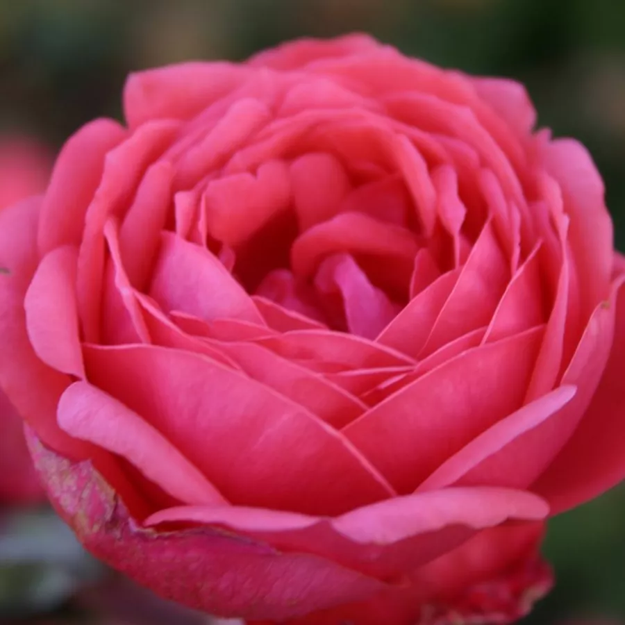 Róże rabatowe grandiflora - floribunda - Róża - Gartenprinzessin Marie-José ® - Szkółka Róż Rozaria