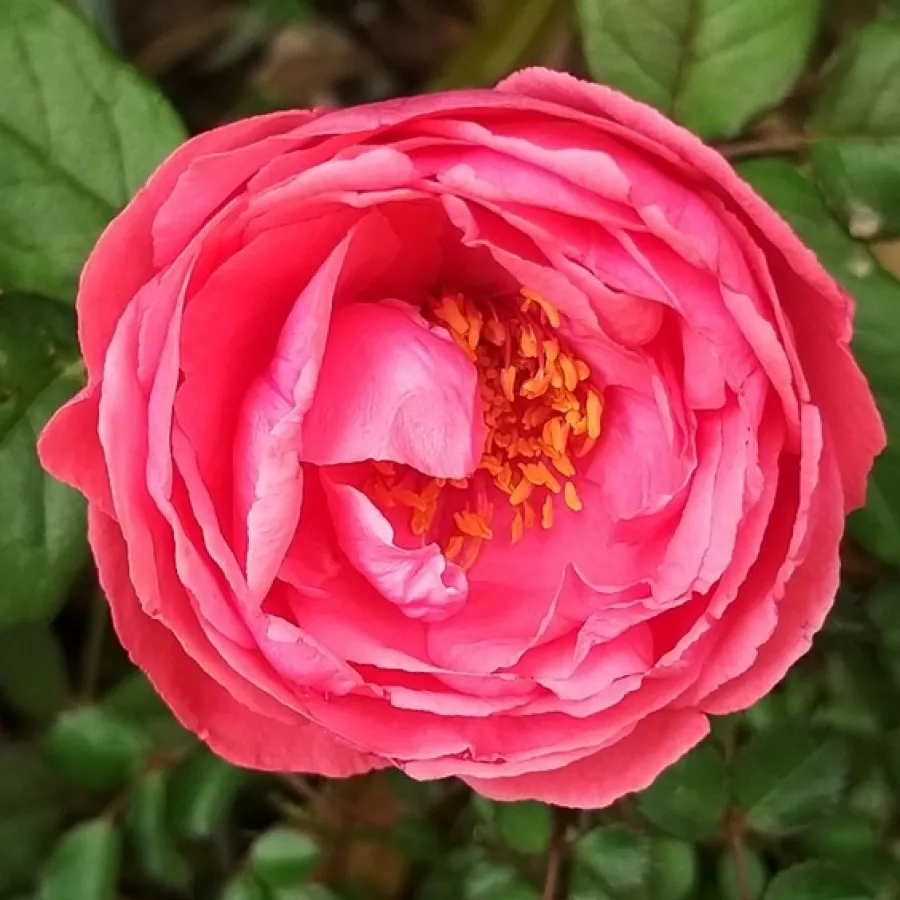 Różowy - Róża - Gartenprinzessin Marie-José ® - Szkółka Róż Rozaria