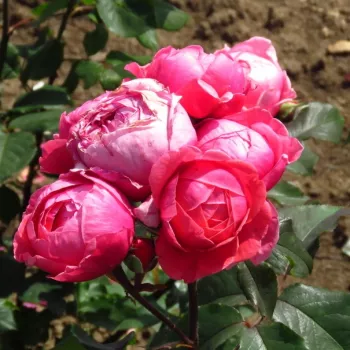 Rosa Gartenprinzessin Marie-José ® - ružičasta - Floribunda ruže