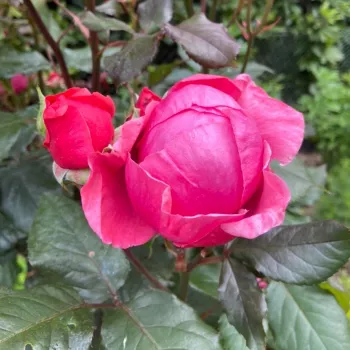 Rosa Gartenprinzessin Marie-José ® - rose - rosier haute tige - Fleurs groupées en bouquet