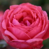 Stromčekové ruže - ružová - Rosa Gartenprinzessin Marie-José ® - intenzívna vôňa ruží - sladká aróma