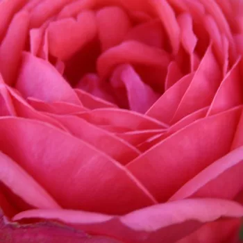Rózsák webáruháza. - rózsaszín - intenzív illatú rózsa - édes aromájú - Gartenprinzessin Marie-José ® - virágágyi floribunda rózsa - (80-100 cm)