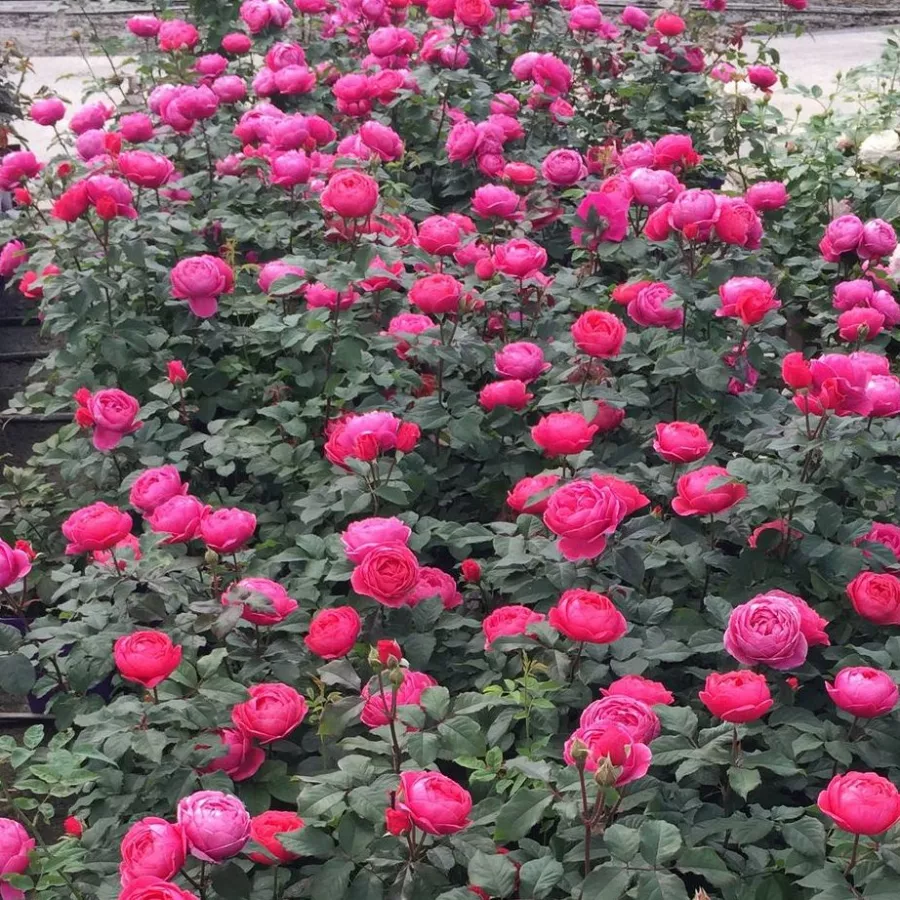 Plină, densă - Trandafiri - Gartenprinzessin Marie-José ® - comanda trandafiri online