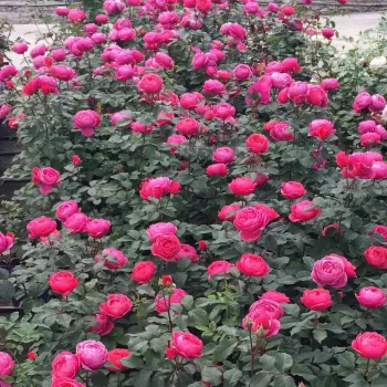 Rózsaszín - virágágyi floribunda rózsa - intenzív illatú rózsa - édes aromájú