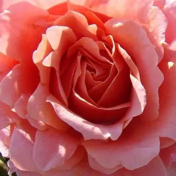 Rózsák webáruháza. - rózsaszín - climber, futó rózsa - Alibaba ® - diszkrét illatú rózsa - fahéj aromájú - (250-300 cm)