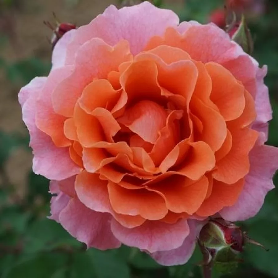 Róża pnąca climber - Róża - Alibaba ® - Szkółka Róż Rozaria