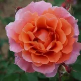 Ruža puzavica - ružičasta - diskretni miris ruže - Rosa Alibaba ® - Narudžba ruža