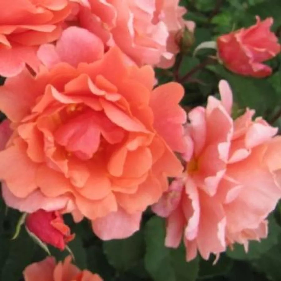 Różowy - Róża - Alibaba ® - Szkółka Róż Rozaria