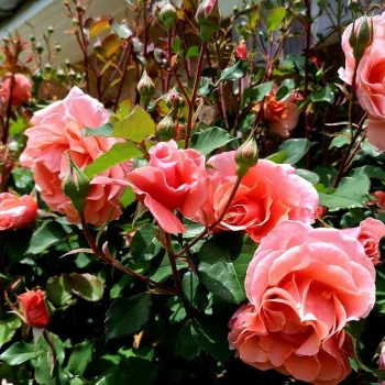 Rosa Alibaba ® - różowy - róża pnąca climber