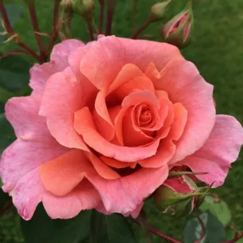 Rosa Alibaba ® - rózsaszín - csokros virágú - magastörzsű rózsafa