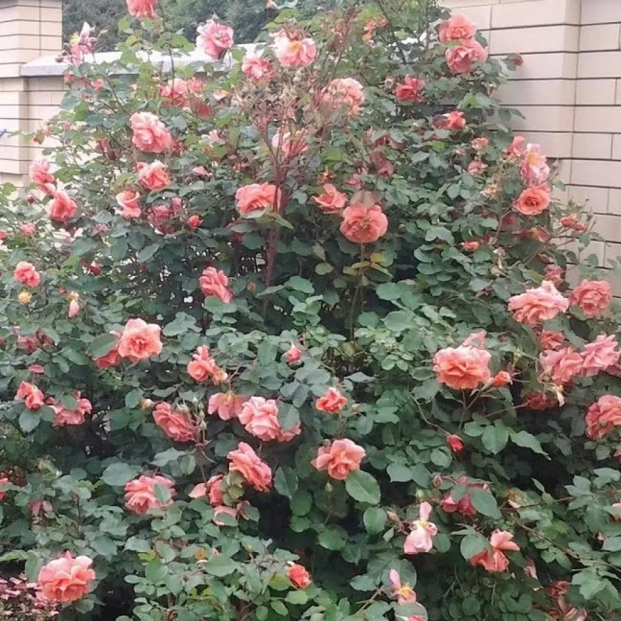 120-150 cm - Rosa - Alibaba ® - rosal de pie alto