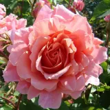 Ruža puzavica - diskretni miris ruže - ružičasta - Rosa Alibaba ®
