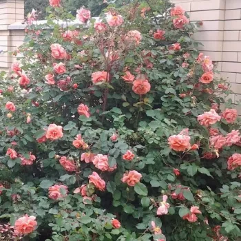 Rosa melocotón  - rosales trepadores - rosa de fragancia discreta - canela
