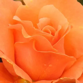 Rózsák webáruháza. - narancssárga - climber, futó rózsa - Bright Future - intenzív illatú rózsa - pézsma aromájú - (300-320 cm)