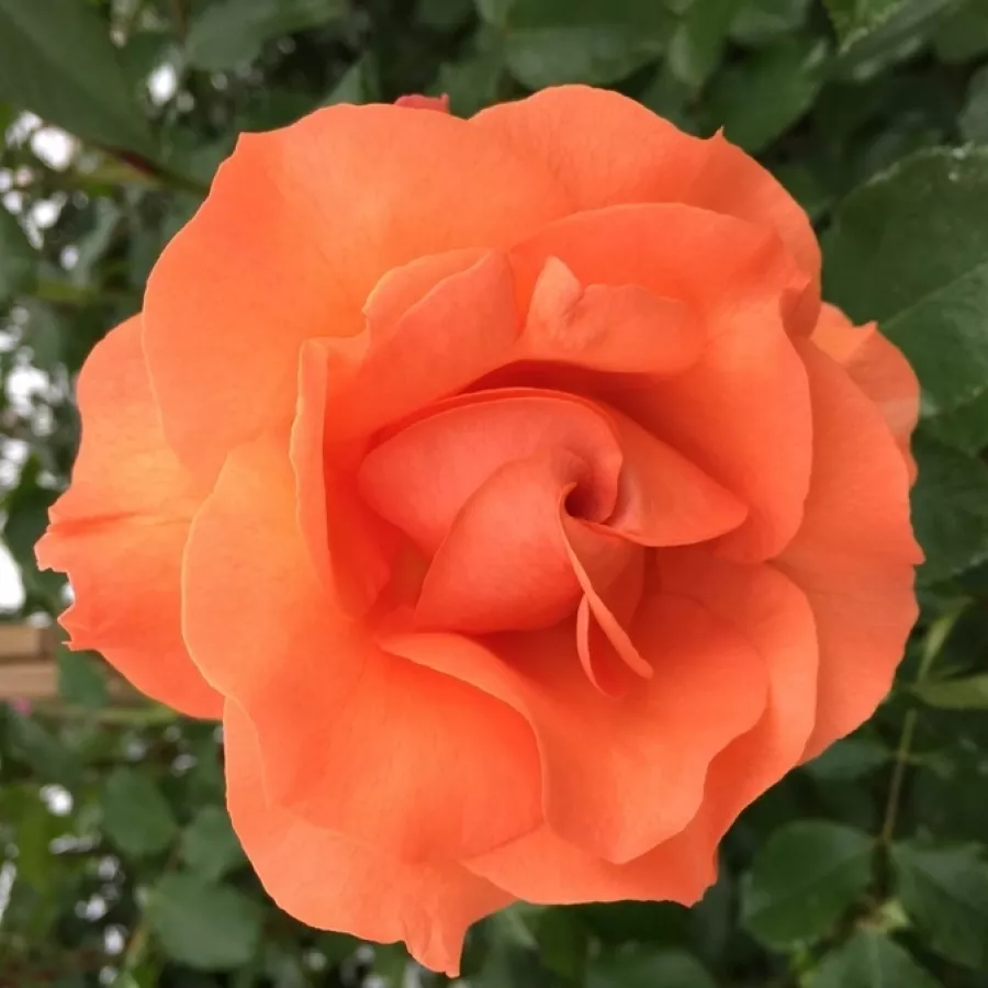 Arancia - Rosa - Bright Future - Produzione e vendita on line di rose da giardino