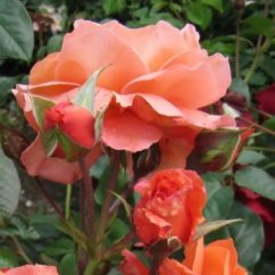 120-150 cm - Rosa - Bright Future - rosal de pie alto