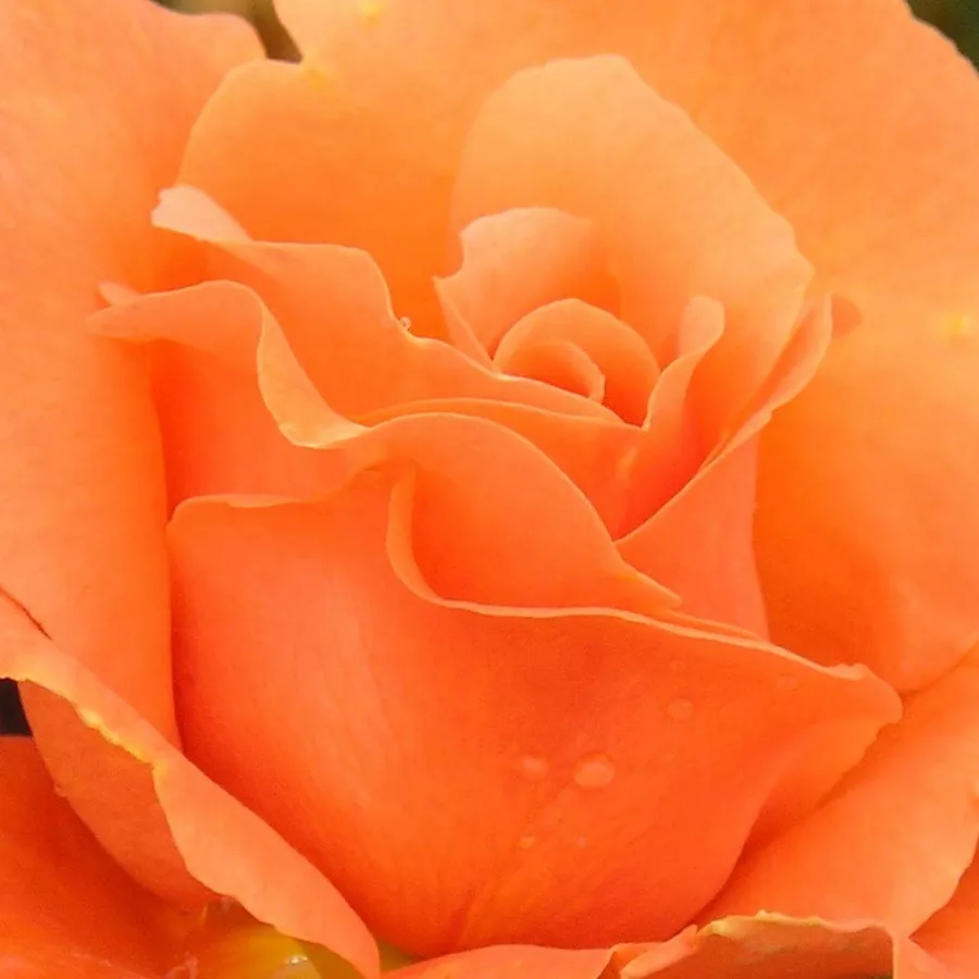 Csokros - Rózsa - Bright Future - Kertészeti webáruház