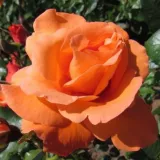 Csokros virágú - magastörzsű rózsafa - Online rózsa rendelés - narancssárga - Rosa Bright Future - intenzív illatú rózsa - pézsma aromájú