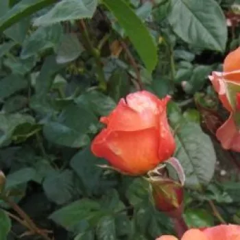 Rosa Bright Future - arancia - Rose Climber