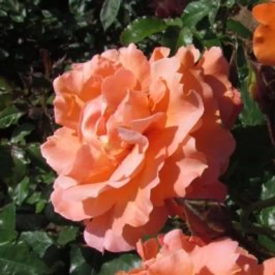 Trandafiri climber - Trandafiri - Bright Future - comanda trandafiri online